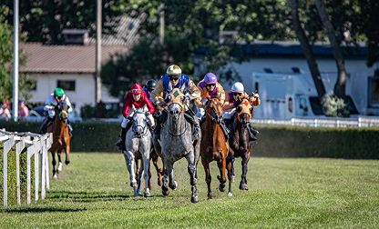 Un groupe de jockeys montés sur des chevaux de course galopant sur une piste en herbe lors d'une course hippique.
